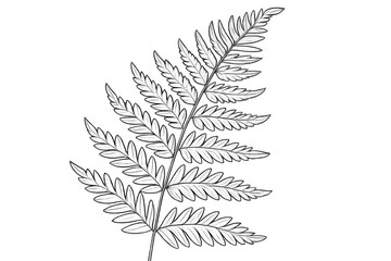 White fern leaf drawing with transparent background, perfect for nature-themed designs and illustrations