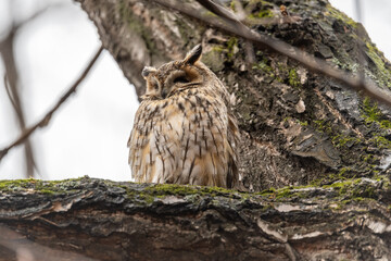 Long-eared owl (Asio otus), looking forward with wide opened eyes