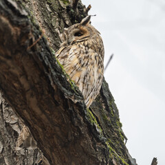 Long-eared owl (Asio otus), looking forward with wide opened eyes