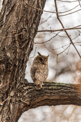 Long-eared owl (Asio otus), looking forward with wide opened eyes