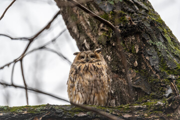 Long-eared owl (Asio otus), looking forward with wide opened eyes