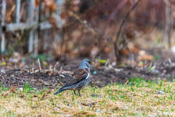 Wood bird Fieldfare, Turdus pilaris, on a sprng lawn.