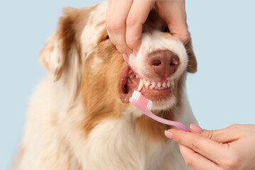 Woman brushing teeth of Australian Shepherd dog on blue background, closeup. Pet Dental Health Month
