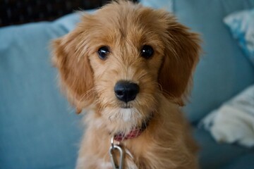 An adorable golden doodle puppy.