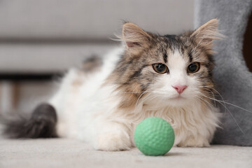 Fluffy cat with toy ball at home