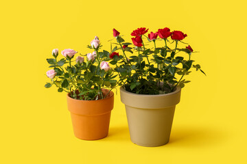 Beautiful roses in pots on yellow background