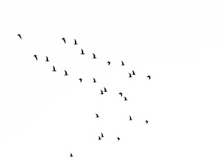 Set of seagulls flying isolated on  white background. black silhouettes of Birds collection. Group of seagulls. flocks of Birds flying in white heaven sky . sea gull
