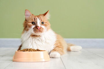 Cute cat lying with feeding bowl of food on floor near green wall