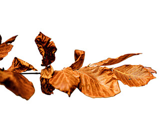 Brown leaves on a branch isolated on transparent background