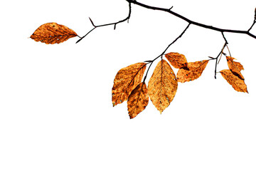 Autumn leaves on a branch isolated on transparent background