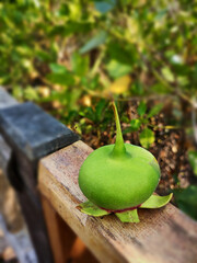 Green Mangrove fruit (Sonneratia caseolaris) on a wooden block, the result of mangrove plants that...