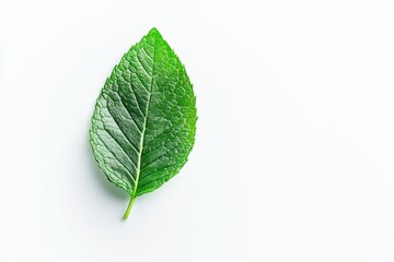 Vibrant green leaf with intricate veining, casting a soft shadow against a white background