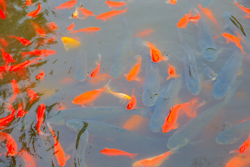 Many goldfish are in the pond