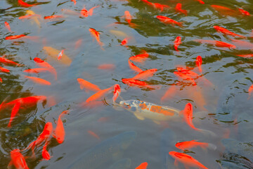 Many goldfish are in the pond
