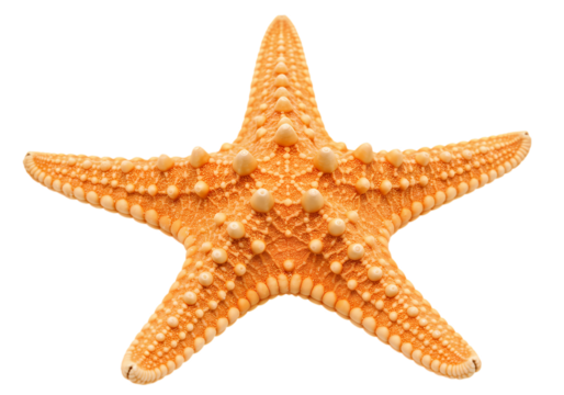 Orange Starfish on White Background isolated on transparent background - Powered by Adobe