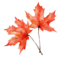 Bright Red Maple Leaves, watercolor painting vector, isolated on a white background.