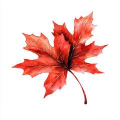 Bright Red Maple Leaves, watercolor drawing vector, isolated on a white background.