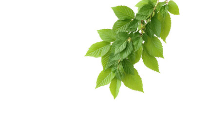 Vibrant green leaves on a branch isolated on transparent background
