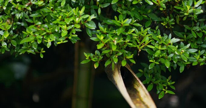 Water flows from the reed of a howling stick. Close-up of a font in a Japanese garden