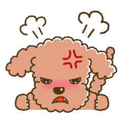 怒っている表情のトイプードルのイラスト