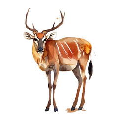 Bongo, watercolor clipart vector, isolated on a white background.