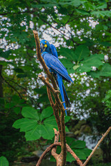 Blue Macaws remind us that nature’s palette is as bold as it is brilliant, Nashville Zoo, Nashville, Tennessee, United States of America