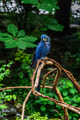 The Blue Macaw is a streak of sky in the rainforest, Nashville Zoo, Nashville, Tennessee, United States of America