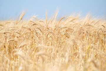 Close up of wheat ears, field of wheat in a summer day. Harvesting period