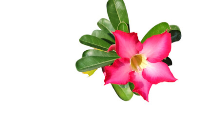 pink desert rose on white isolated background