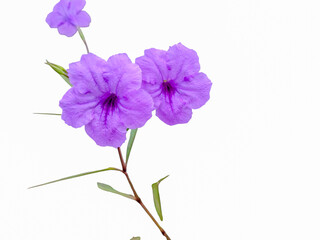 violet flower isolated on white background