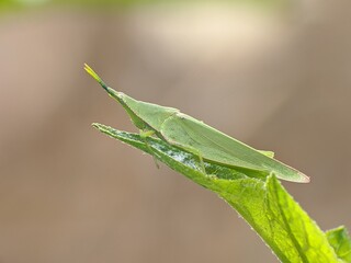 Acrida Cinerea on a leaf with blur background