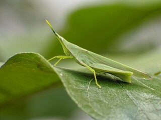 Acrida Cinerea on a leaf with blur background