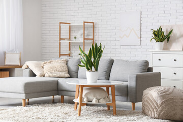 Interior of living room with sofa, table, pouf and sansevieria houseplants
