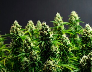 Close-up cannabis plants