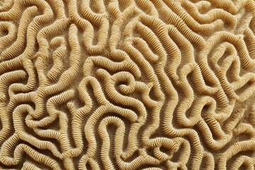 Close-up view of a brain coral, showcasing its intricate and mesmerizing pattern. The coral's beige color and unique texture are clearly visible. 