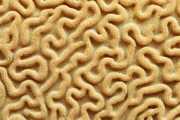 Close-up of intricate coral structure