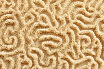 A close-up view of a brain coral shows a detailed pattern of curving lines and shapes in a natural light