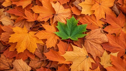 Autumn maple leaves background. Suitable for marketing or business purposes