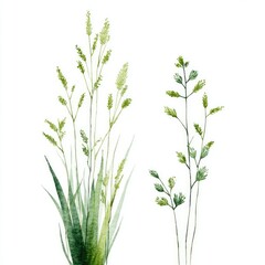 Naklejka premium Watercolor painting of two types of green grasses on a white background