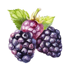 Blackberry Slice, watercolor drawing vector, isolated on a white background.