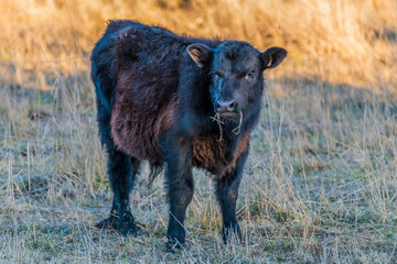 Calf in the paddock with long winter grass