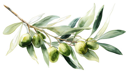 Watercolor botanical illustration of an olive branch with green olives and leaves
