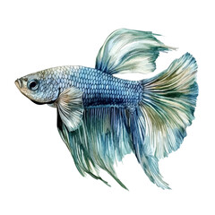 Fototapeta premium watercolor vector of Betta Fish, isolated on a white background.
