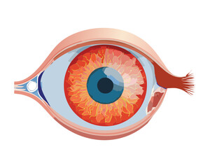 Human Eye Redness Irritation Medical Condition
