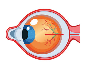 Human Eye Cross Section Detailed Illustration