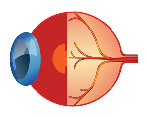 Human Eye Cutaway Showing Inner Parts