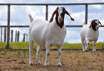 Beautiful group of female Boer goats on the farm