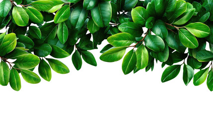 Fototapeta premium Lush Green Leaves: A vibrant array of lush green leaves frames the scene, embodying freshness, growth, and the serene beauty of nature's botanical bounty.