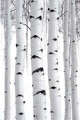 Fototapeta premium Serene white birch grove in minimalist composition, winter forest beauty