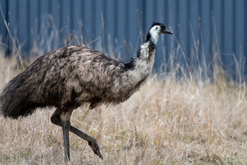 A wild Emu amongst the long grass in a paddock